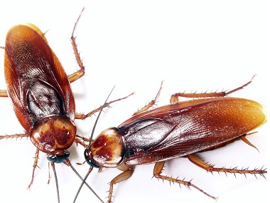 虎门虫害防控站专家说蟑螂碰过的东西绝对不能吃