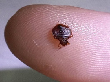 长安杀虫灭鼠机构——应该怎么有效防治家里的臭虫