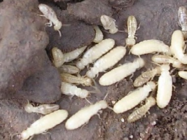 厚街验收白蚁所白蚁的危害到底有多大