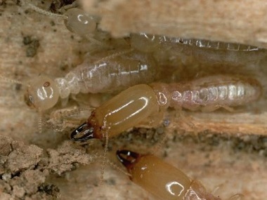 麻涌白蚁防治公司白蚁的四大危害性是什么