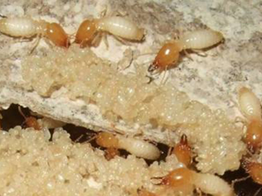 横沥灭治白蚁中心家庭室内防治白蚁的方法
