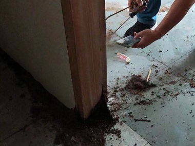厚街白蚁预防所木制家具门框白蚁问题处理方法