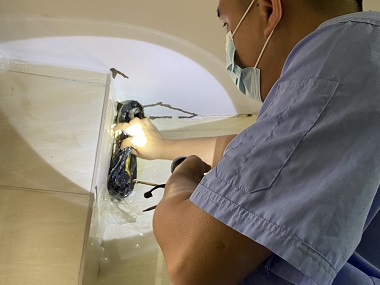 长安白蚁备案机构白蚁会在家里侵害骚扰怎么办