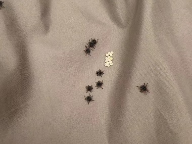 万江四害消杀公司床上的臭虫怎么去除？怎样才能消灭臭虫