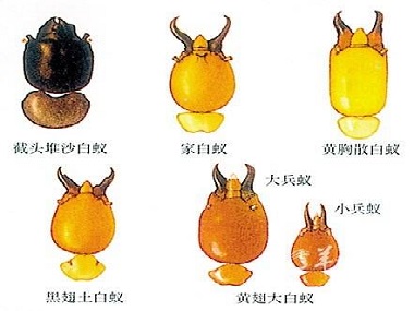 万江治白蚁机构东莞常见的白蚁种类有哪几种